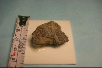 藏品(魚骨)的圖片